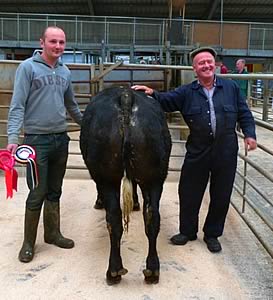 prime cattle champion