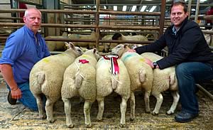 prime lambs champions