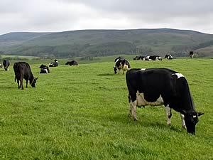 dairy pasture