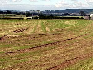 damaged grassland