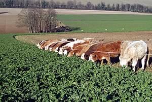 Swift hybrid brassica autumn grazing
