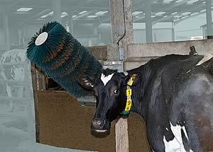 cow brush