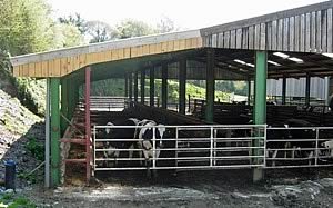 Roofed cattle feed area