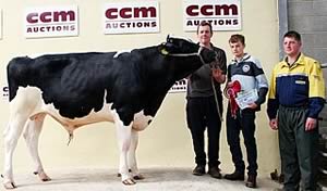 dairy bull champion