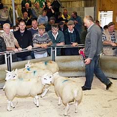 prime lamb champs