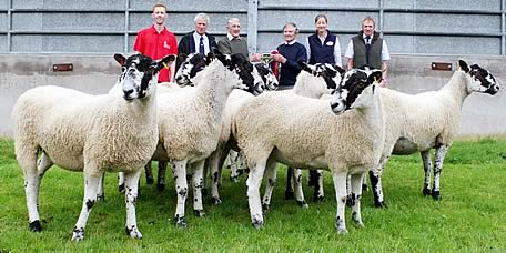 Mule gimmer shearlings