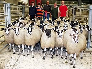 Mule Wether lambs