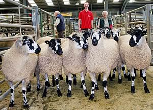 Masham gimmer shearlings