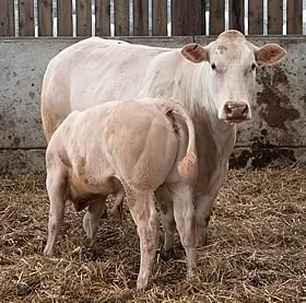 blonde cow and calf