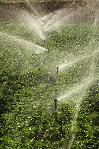 irrigation