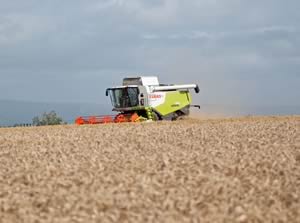 Wheat harvest