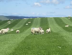 ewes and lambs grazing