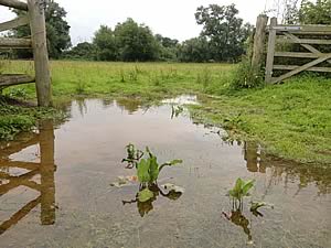 wettest summer on record