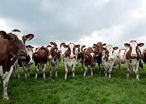 Ayrshire dairy cows