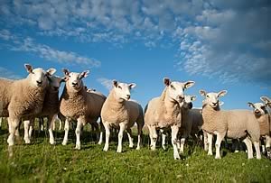 Texel lambs