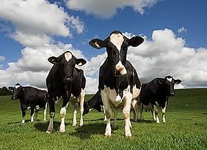 dairy cattle