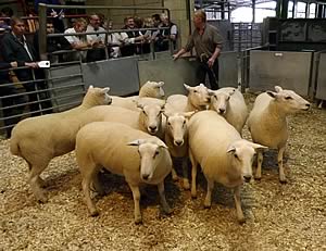 Lleyn shearlings