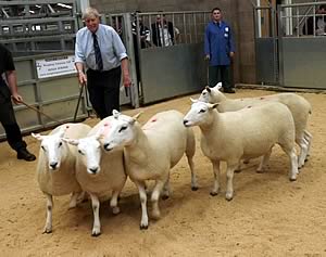 LLeyn shearlings