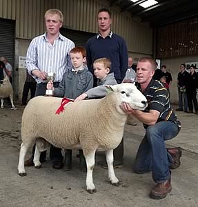 LLeyn shearling ram