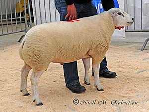 Ochtermuthill Rian
