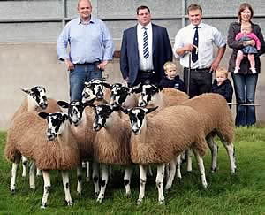 mule gimmer lambs