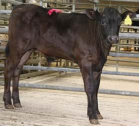 Skipton rearing calf champion