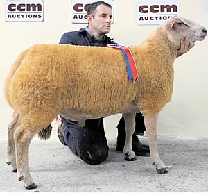 Charollais ram lamb
