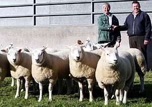 Texel gimmer lambs