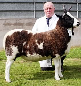 Robert Price with his Skipton Jacob champion