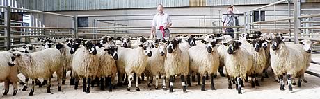 David Verity with his Skipton Masham wether champions