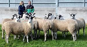 Mule gimmer shearlings 