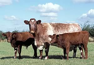 Beef Shorthorn cattle
