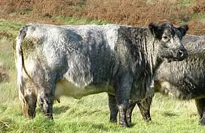 Blue Grey cattle