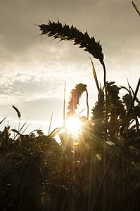 winter wheat variety Gallant