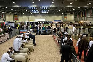 Judging at the East of England Smithfield Festival