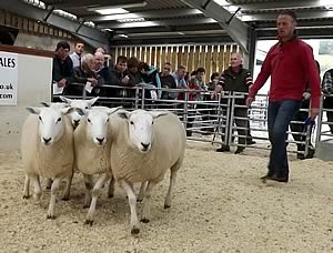 LLeyn shearling ewes