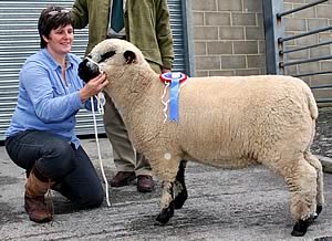 Hampshire Down ewe lamb