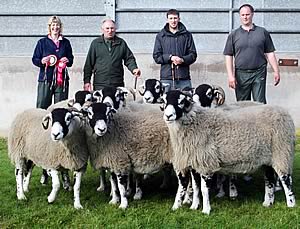 Swaledale ewes