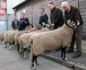 Swaledale rams