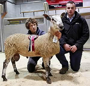 Blue Faced Leicester champion