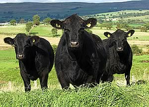 angus cattle