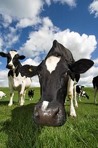 holstein cows