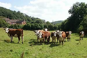 Tedney Farm