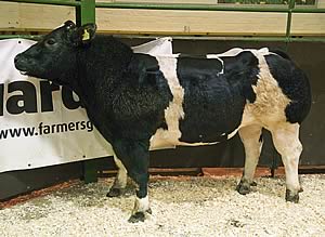 British Blue heifer