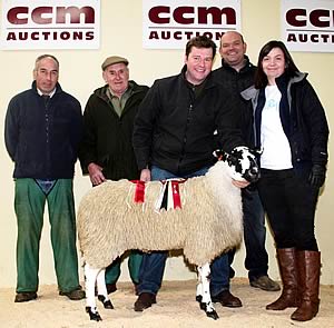 champion Mule Wether