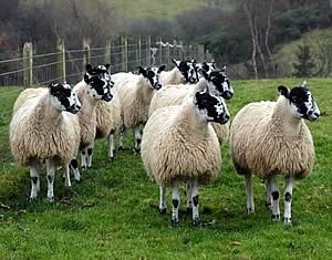 Mule gimmer lambs