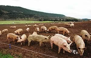 pigs in field