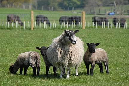 ewe and lambs