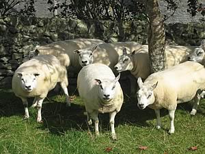 Beltex breed