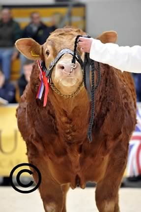 Limousin Bull Sale